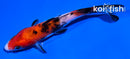 4.5" SANKE
