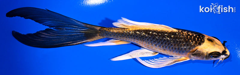 6.25" GINRIN ORENJI MATSUBA BUTTERFLY