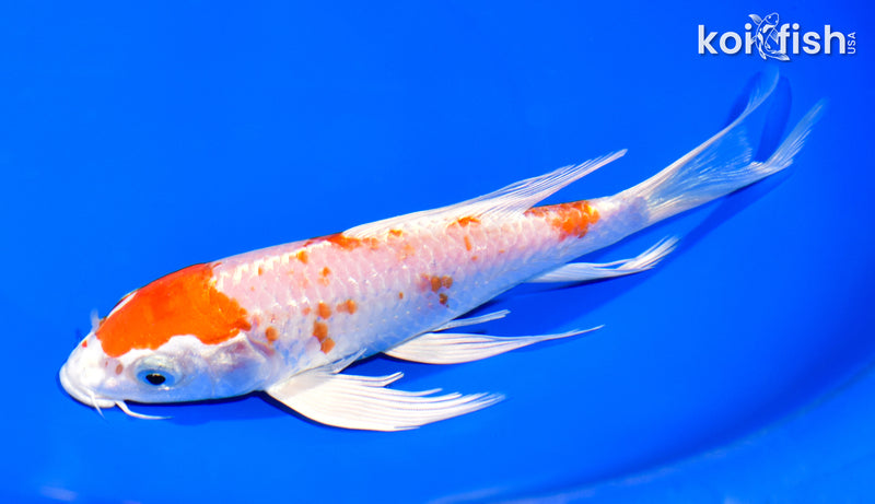 7.5" HARIWAKE BUTTERFLY
