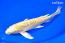 9" GINRIN YAMABUKI OGON BUTTERFLY