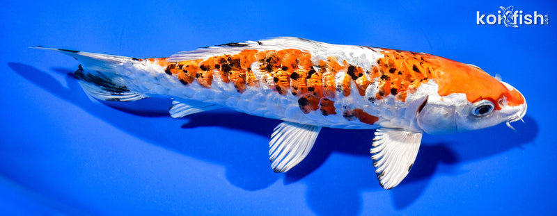 7.5" GINRIN ARMOR SCALED HEISEI NISHIKI