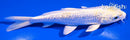 5.5" GINRIN HARIWAKE