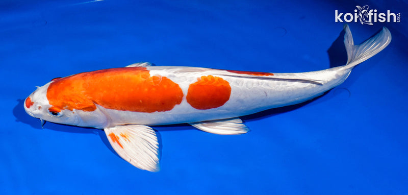 15.5" KIKUSUI