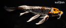 10.25" BENI KIKOKURYU BUTTERFLY
