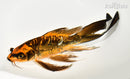 8.75" BENI KIKOKURYU BUTTERFLY