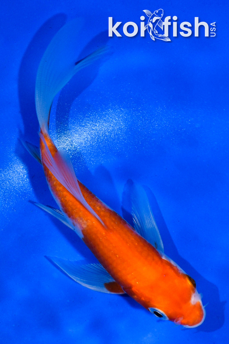 4.5" KOHAKU BUTTERFLY