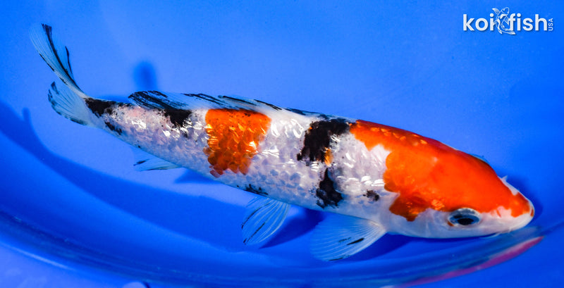 6.25" GINRIN SANKE