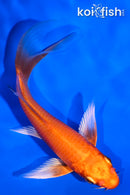 5" ORENJI OGON BUTTERFLY