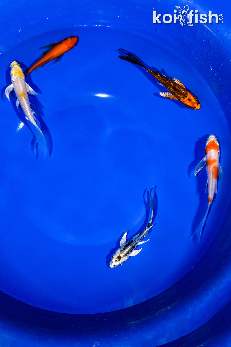 PACK OF (5) 3-4" BUTTERFLY KOI