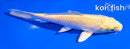 5.5" YAMABUKI OGON