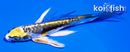 5" KIN KIKOKURYU BUTTERFLY