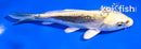 5.5" KIN KIKOKURYU