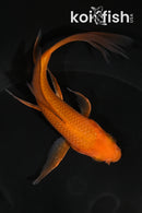 5" CHAGOI BUTTERFLY
