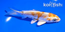 5" BENI KIKOKURYU