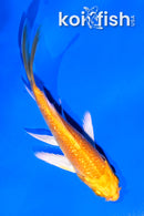 4" GINRIN YAMABUKI OGON BUTTERFLY
