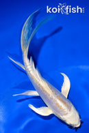 5.5" DOITSU LEMON HARIWAKE BUTTERFLY