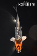 5.25" GINRIN BENI GINGA