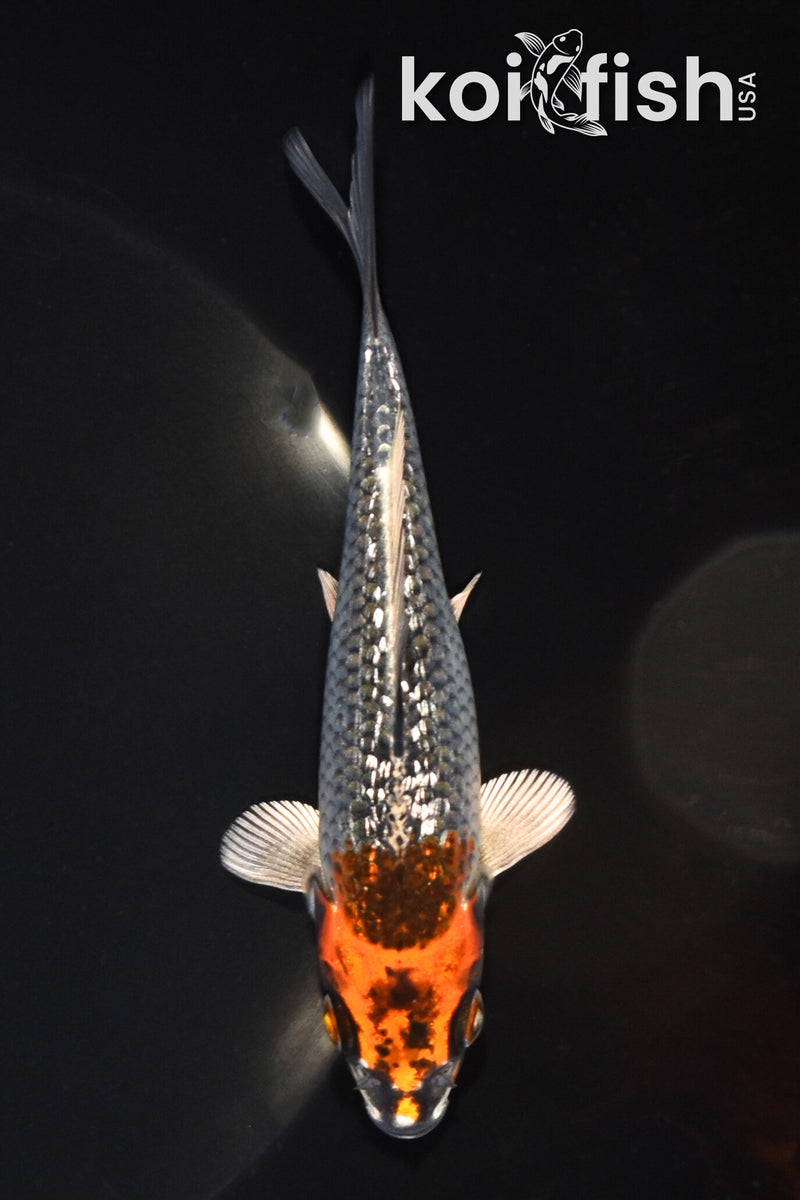 5.25" GINRIN BENI GINGA