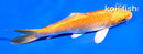 5" ORENJI OGON