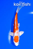 5.75" KIKUSUI