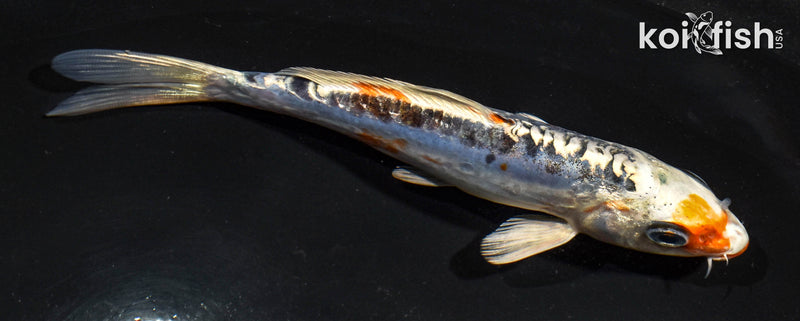 5.5" KUCHIBENI HEISEI NISHIKI