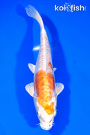7.5" KIKUSUI