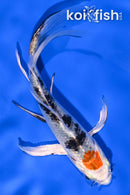 5.25" YAMATO NISHIKI BUTTERFLY
