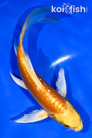 5.5" DOITSU YAMABUKI OGON BUTTERFLY