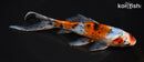 7.5" SHUBUNKIN GOLDFISH
