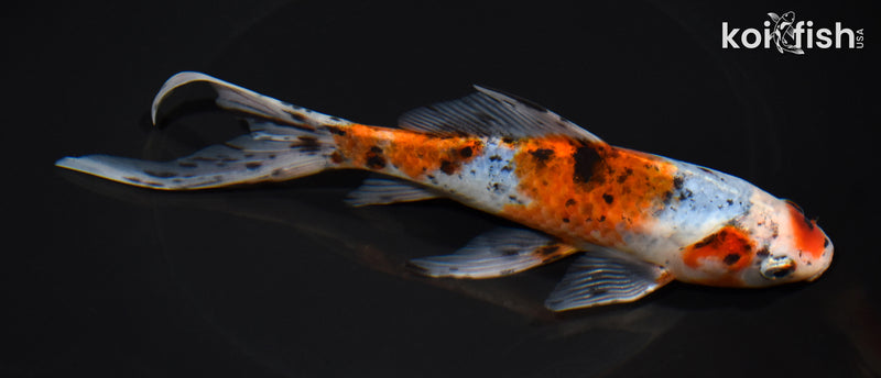 7.5" SHUBUNKIN GOLDFISH