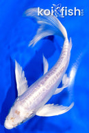 7.25" GINRIN ARAGOKE PLATINUM OGON BUTTERFLY