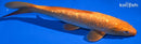 11.5" GINRIN CHAGOI