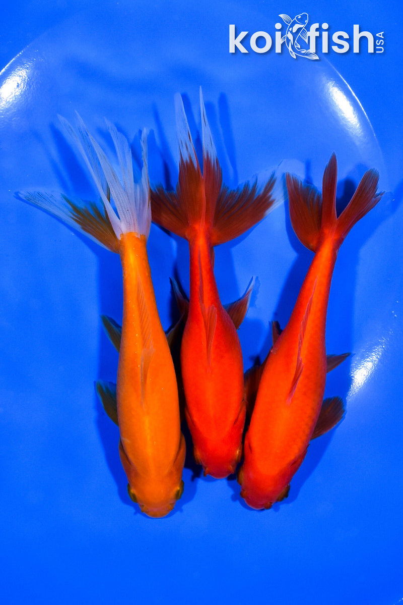 PACK OF (3) 5-5.5" WAKIN GOLDFISH