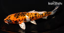 6.5" GINRIN YAMATO NISHIKI