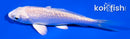4" GINRIN PLATINUM OGON
