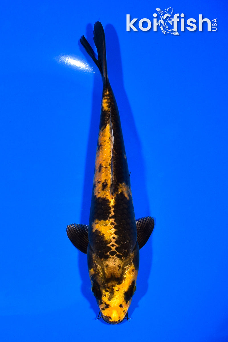 7" KIN KI UTSURI