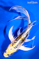 8.25" KIN KIKOKURYU BUTTERFLY