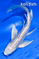 5.5" DOITSU PLATINUM OGON BUTTERFLY