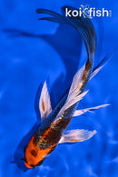5.75" KUJAKU BUTTERFLY
