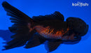 5" ORANDA GOLDFISH