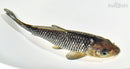 7" SORAGOI
