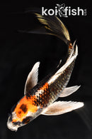 8.5" BENI GINGA BUTTERFLY