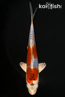 5.75" BENI KIKOKURYU