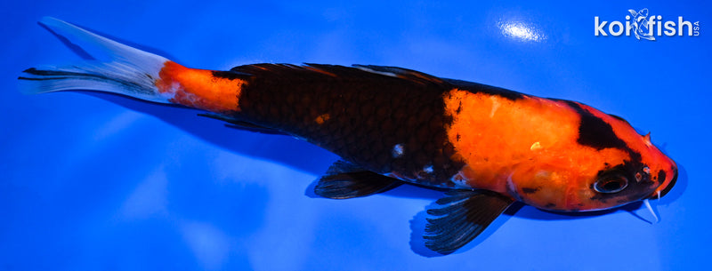 8.75" HI SHOWA