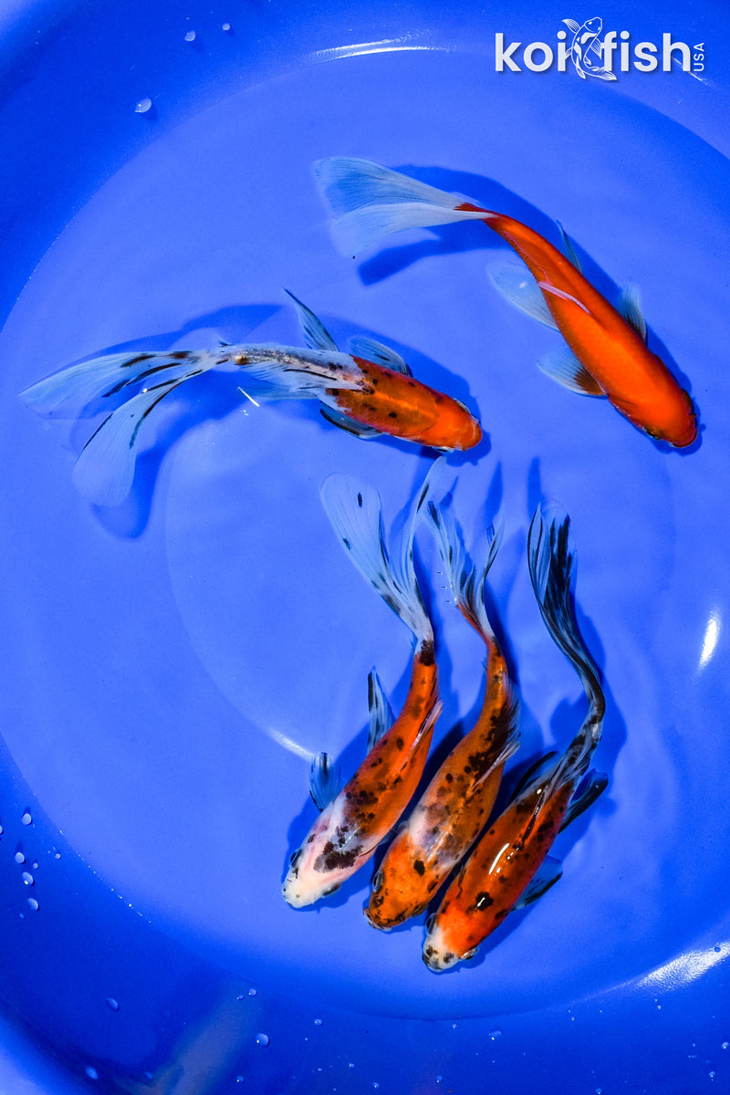 PACK OF (5) 5.5"-6" ASSORTED GOLDFISH