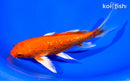 7" GINRIN ORENJI OGON BUTTERFLY