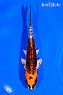 5.75" ARAGOKE BENI KIKOKURYU