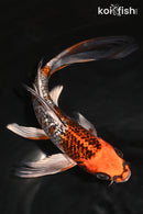 7.25" GINRIN KUJAKU BUTTERFLY
