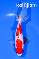 5.75" SARASA WAKIN GOLDFISH