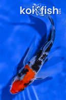 6.75" SHOWA BUTTERFLY